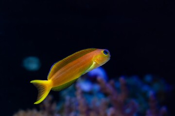 Midas blenny runaway swim in flow, natural orange coloration hardy fish species with tentacles...