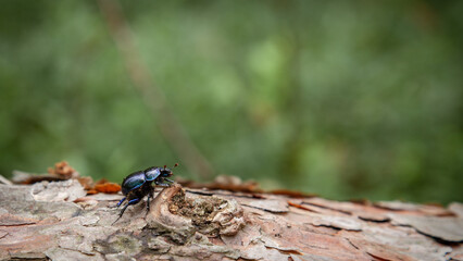 scarabeus on the tree log