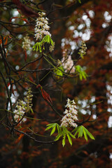 chestnut blossom in November
