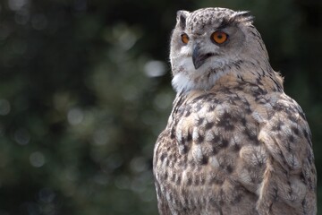 eagle owl portrait