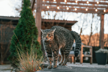 Frightened cat is standing outdoors on the backyard at daytime