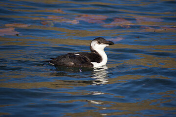 Razorbill relaxed in the water