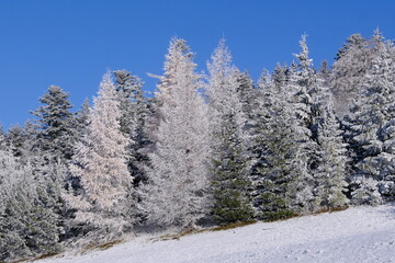 Forêt