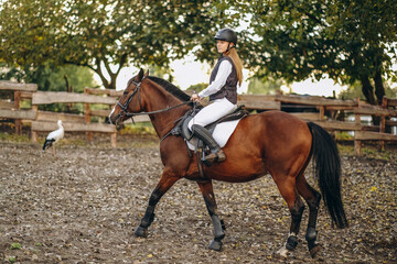 A young beautiful woman jockey is preparing for a show jumping competition. A woman rider rides a brown racehorse.