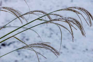 Grass in the wind, snow and frost.