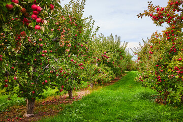 Looking down rows of apple trees in orchard farm - obrazy, fototapety, plakaty