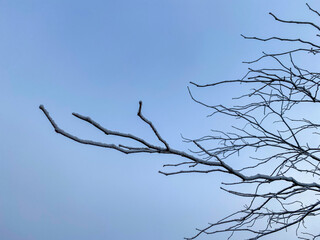 Snowed branches against blue sky. Space for copy.