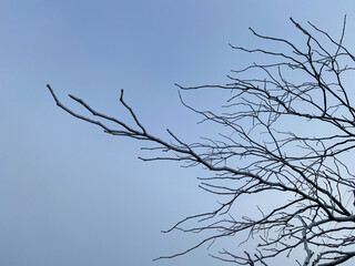 Snow on branches against blue sky.