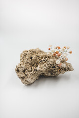 wedding rings on the stone