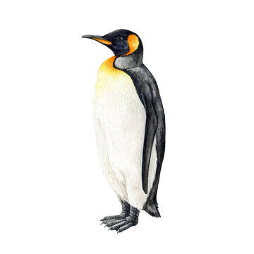 Penguin bird watercolor illustration. Hand drawn realistic beautiful emperor penguin. Wildlife Antarctica nature avian. Aptenodytes forsteri bird single image.