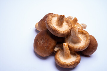 Fresh brown Lentinula edodes or shiitake edible mushrooms isolated on white background