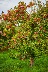 Fototapeta na wymiar Apple orchard farm with red apples covering tree
