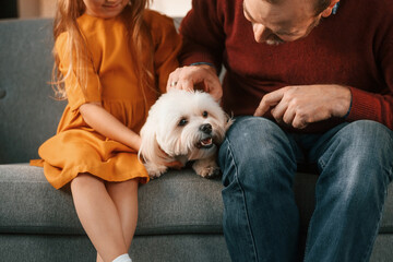 Front view. Man is taking care of his maltese dog. Girl is sitting on the sofa - obrazy, fototapety, plakaty