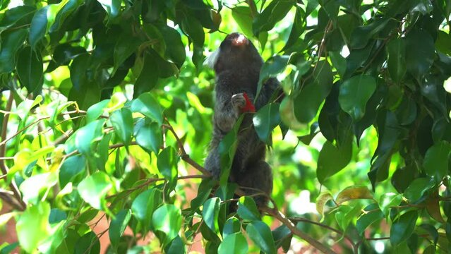 Curious little common marmoset, climbing on leafy tree, wondering around the surroundings, suddenly drop a piece of fruit off its claw and felt disappointed, wildlife close up shot.