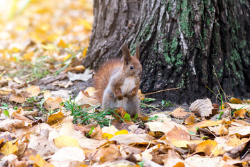 squirrel near a tree against the background of autumn nature close-up
