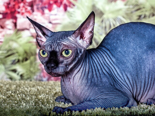 Fototapety na wymiar - Fototapeta24.pl