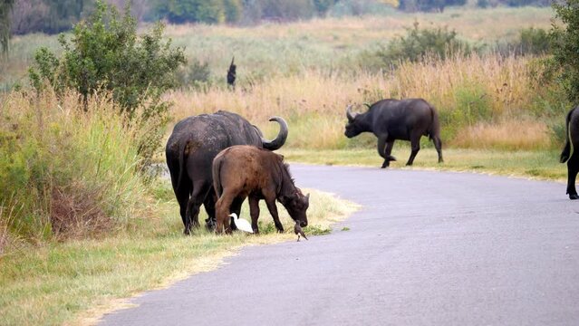 Herd of African buffalo walking on a paved road, two of them mating. 
