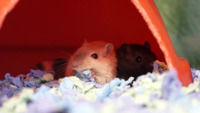 Hamsters in a cage. Cute two fluffy hamsters sit in a cave and chew food.