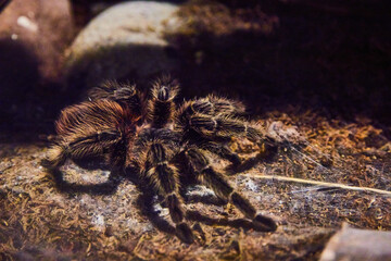 Brazilian red birdeating tarantula resting on mossy ground