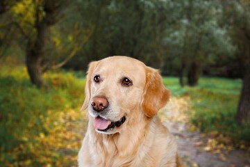 Cute domestic young dog at forest.