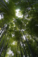 [Japan] View of Bamboo garden in Hokoku-ji Temple (Kamakura city, Kanagawa)