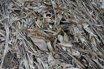 [Japan] Ground covered with dead bamboo leaves (Kamakura city, Kanagawa)