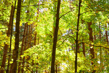 Obraz premium Serene golden green forest branches in morning light