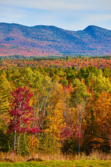 Right in front of row of fall foliage with huge mountains in peak fall behind