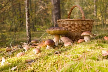 forest glade of mushrooms in the forest 