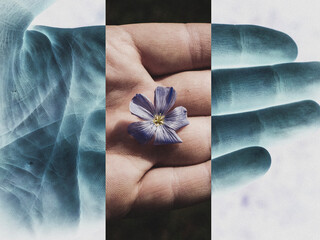 flower in the hands