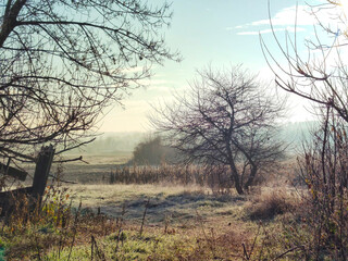 trees in the fog