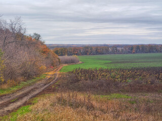 landscape in autumn