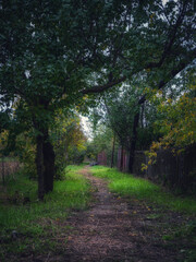 path in the forest