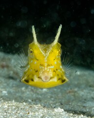 Longhorn cowfish (Lactoria cornuta) frontal facing close-up in Raja Ampat, Indonesia