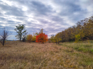 autumn in the forest