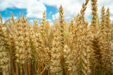 Close up of wheat ears and white clouds on a sky