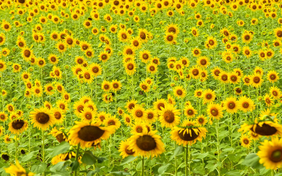 An image of a field of sunflowers for the background.