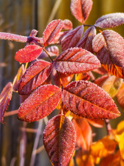 red autumn leaves