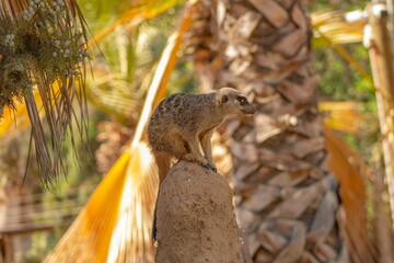 meerkat in the zoo