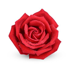Red rose with water drops isolated on transparent background (.PNG)