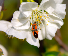 the bee's flight to the cherry tree's spring flower in the park.
