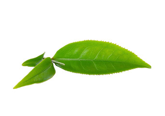 Fototapeta premium Green tea leaf isolated on transparent png