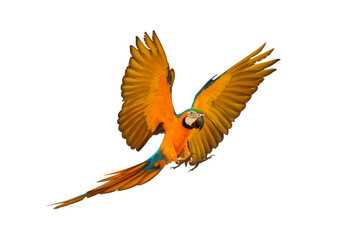 Fototapeta premium Colorful flying parrot isolated on transparent background.
