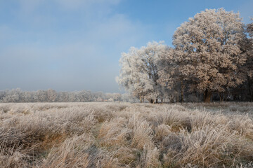 nature reserve in the netherlands westerwolde groningen (holle beetse vennekampen)	