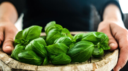 Fresh green basil leaves on a wooden board in hands, close up view