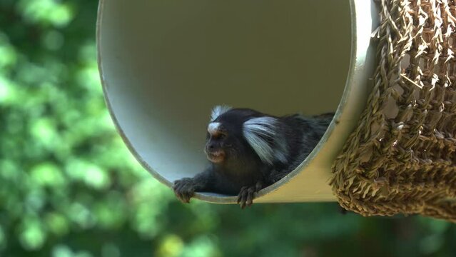 Cute common marmoset, callithrix jacchus resting and chilling in the swinging barrel with its little head peeking out, curiously wondering around the environment, species native to South America.