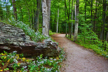 Clean wide hiking path going through lush green forest with rocks and field flowers