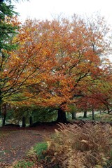 Fototapeta na wymiar View of a Beech tree in autumn colours, Derbyshire England 