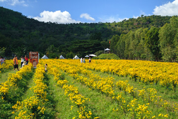 A woman wearing a pink dress is taking a walk in a yellow flower garden called Chrysanthemum during the day. At Pak Thong Chai District, Thailand 4-12-2022