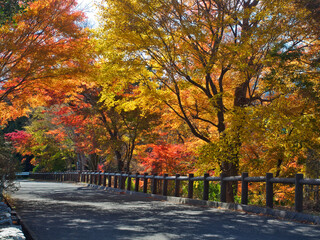 Street with coloful autumn leaves tunnel